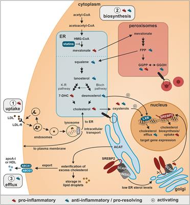 Cholesterol metabolism in the regulation of inflammatory responses